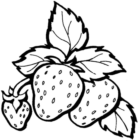 Three Strawberries In One Branch Coloring Page